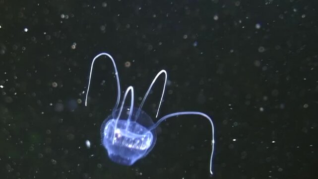 Witness enchanting journey of Turritopsis nutricula, jellyfish defying age. Floating gracefully in frigid depths of Arctic Ocean, it thrives amidst icy serenity. True underwater wonder.