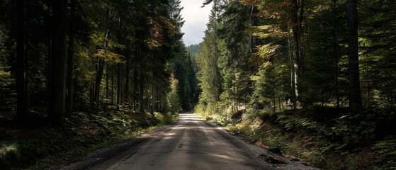 Obraz premium Scenic winding forest road through lush evergreen woodland bathed in golden sunlight and verdant moss-covered rocks