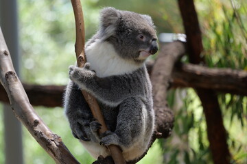 koala in tree