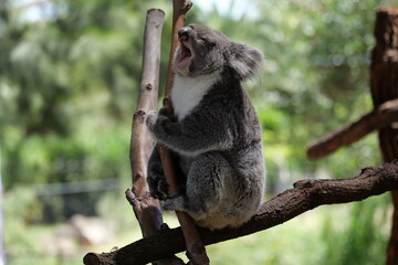 Koala yawns