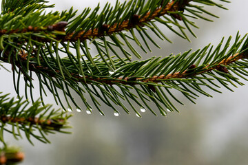 A close-up of a pine needle branch covered in morning dew. Tiny water droplets glisten on the sharp green needles, creating a peaceful and fresh natural scene.

