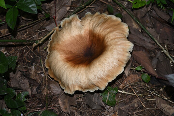 A wilting, large cap mushroom grown on the ground in a forested area