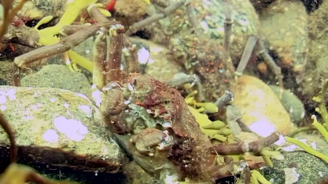 Beneath Arctic ice in White Sea, spider crab Hyas gracefully navigates seaweed, foraging for food amid vibrant marine life and rocky terrain, showcasing wonders of cold underwater world.