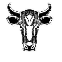 black and white cow