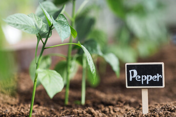 A sign with the inscription pepper. Seedlings of bell peppers are planted in the ground in a greenhouse. The concept of spring planting of vegetables and farming.