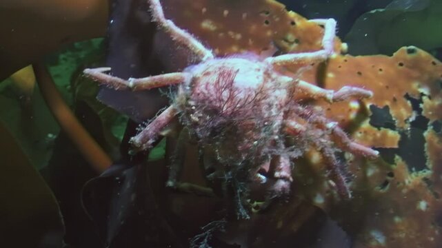 In the frigid waters of the White Sea beneath the Arctic ice, a spider crab Hyas explores a vibrant seaweed leaf, seeking food in an underwater world filled with life and intriguing shadows.
