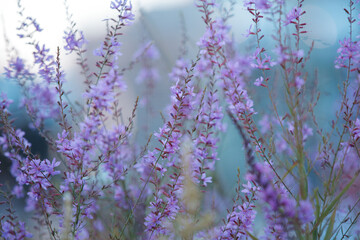 Light purple small flowers on long stems. Herbaceous flowering plant.