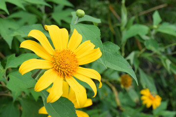 beautiful yellow sunflower plant