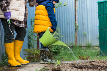 An elderly woman and a little boy are planting vegetables in the garden. Pumpkin and squash...