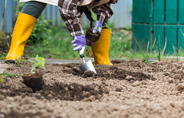 A woman's hands in gardening gloves hold a young plant in the ground. Pumpkin and squash seedlings are planted in the ground. The concept of spring planting of vegetables and agriculture.