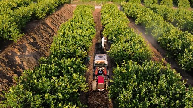 Spray ecological pesticide. Farmer fumigate in protective suit and mask lemon trees. Man spraying toxic pesticides, pesticide, insecticides 