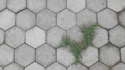 Close-up of green grass sprouting between worn hexagonal paving stones, showcasing nature...