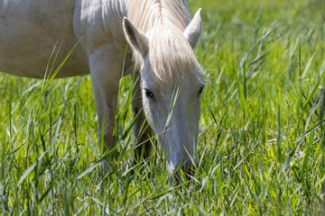 Peaceful Horse Grazing on Fresh Green Grass in a Sunny Pasture