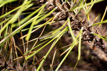 Red-headed pine sawfly caterpillars eat pine needles.
