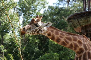giraffe in the zoo