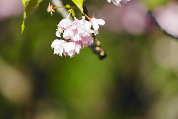 桜の花と緑のボケ