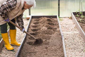 An elderly woman with a shovel prepares the ground before planting a plant. Seedlings are planted...