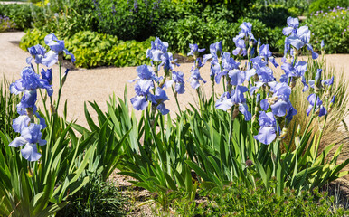 Flowering pale blue iris plants in a garden.