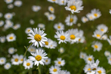Fototapeta premium Ox-eye Daisy (Leucanthemum vulgare) in a garden