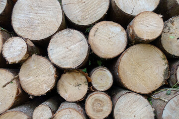 Geschlägerte Fichten, für Brennholz