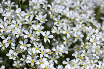 tiny white flowers in the garden, soft focus photo