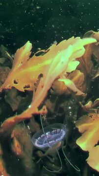 Turritopsis nutricula dances gracefully in the frigid waters beneath Arctic ice.