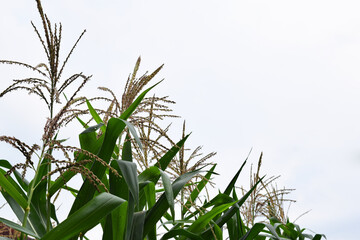 corn plant flowers in corn field