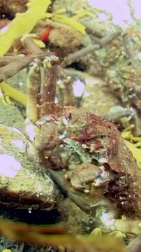 Beneath the Arctic ice, a spider crab navigates through vibrant seaweed in search of food. Discover the wonders of the cold waters and the unique life that thrives beneath the surface.