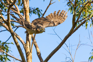 Pacific Baza Bird predator