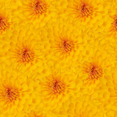 Bright Seamless Pattern Featuring Vibrant Yellow Chrysanthemum Flowers