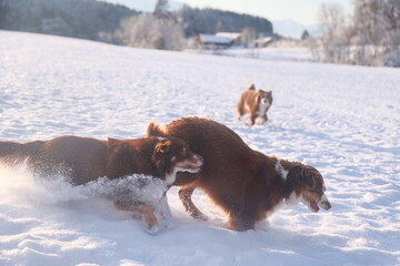 Three dogs are playing in the snow