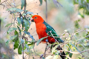 King Parrot