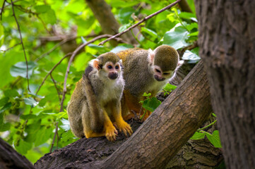 Two common squirrel monkeys perched on a tree branch in a lush, green forest habitat.