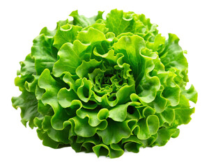 lattuce on white background