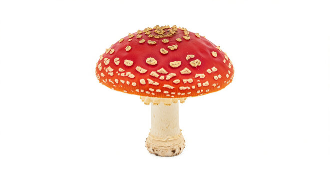 Enchanting Red Mushroom: A captivating close-up of a vibrant red mushroom with white spots, showcasing its unique texture and form.  - Powered by Adobe
