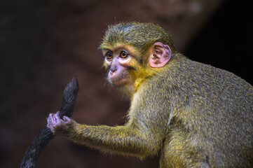 Close-up portrait of a Northern Talapoin monkey gripping its tail, showing detailed facial features...