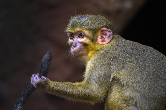 Close-up portrait of a Northern Talapoin monkey gripping its tail, showing detailed facial features and fur texture.