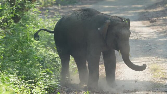 full shot of aggressive wild male young tusker asian elephant or Elephas maximus very angry blocking the road or roadblock kicking hind legs in air dhikala jim corbett national park uttarakhand india