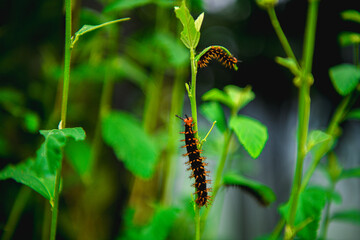 Red caterpillar climbing a plant stem