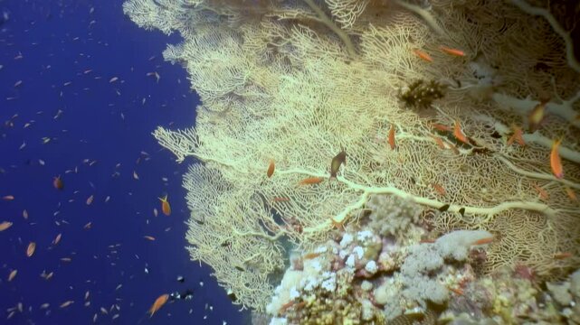 Vibrant Gorgonaria fire corals sway gently in clear waters of Red Sea while colorful coral fish dart among intricate structures against stunning blue background, showcasing nature's underwater beauty.