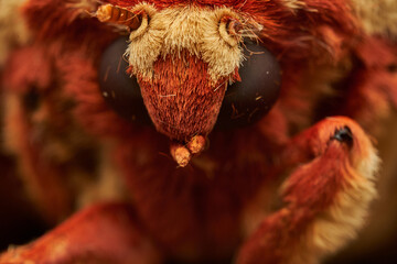 macro shot of giant violet moth on branch