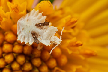 macro shot of phymatinae on yellow flower