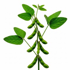 Obraz premium Edamame Plant Isolated on White