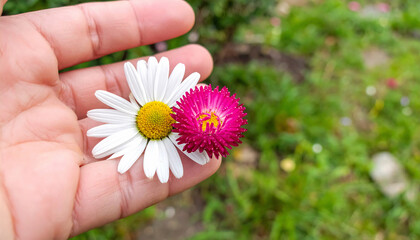 Hand holding delicate daisies, white and magenta. Symbol of kindness, fragility, and natures beauty. Ideal for spring, love, or wellness concepts.