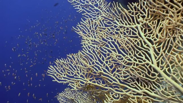 Explore breathtaking underwater realm of Red Sea, where Gorgonaria fire corals create stunning formations. Colorful coral fish weave through intricate structures in this tranquil aquatic paradise.