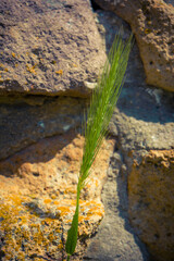 Bright green grass growing resiliently on a textured stone wall during sunlight in a vibrant outdoor setting
