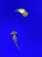 Two jellyfish floating in dark blue aquarium water with green and yellow hues