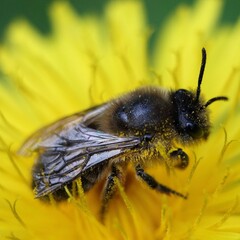 close up a bee