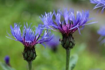blue flower of Centaurea montana, the perennial cornflower, mountain cornflower, bachelor's button, montane knapweed or mountain bluet , close up