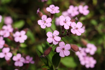 Saponaria ocymoides, the rock soapwort or tumbling Ted